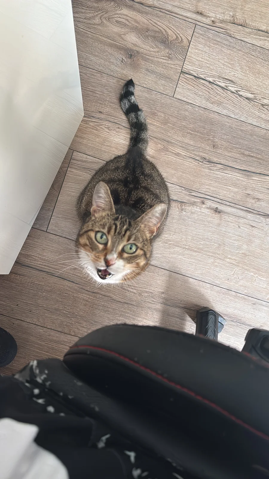 Missy