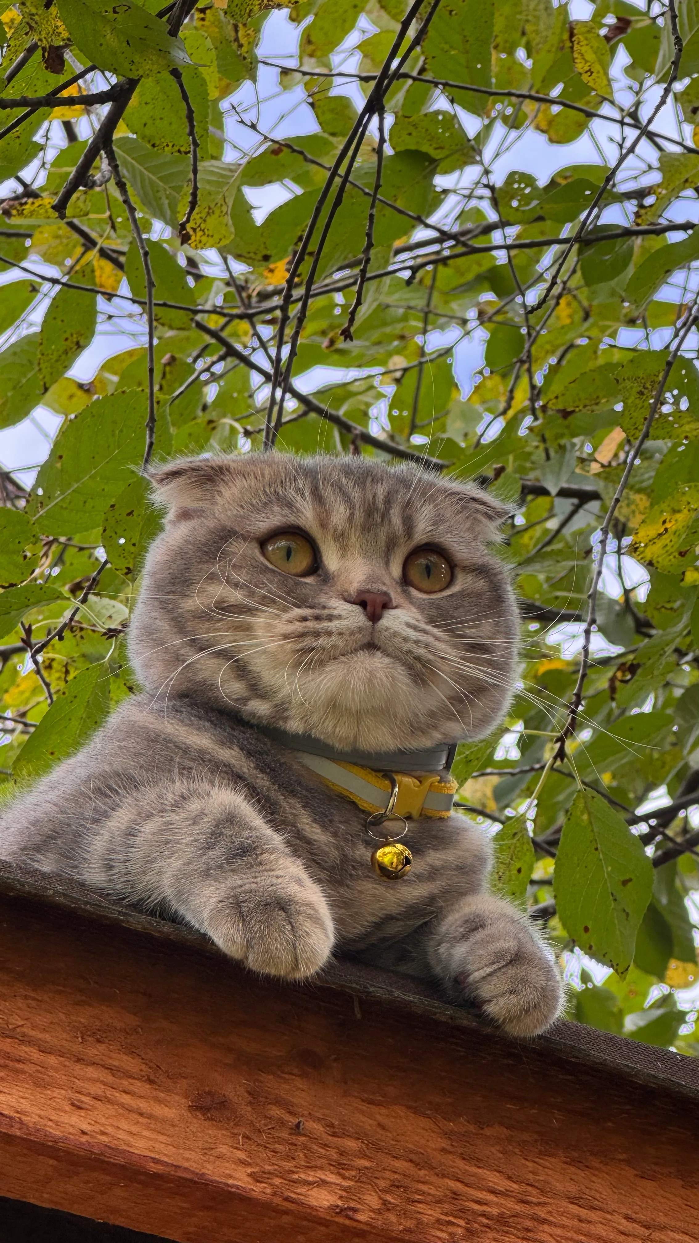 Соломея