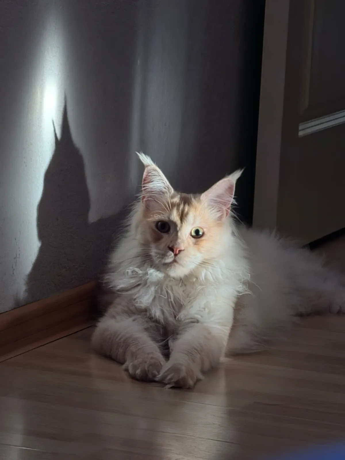 Theodor
