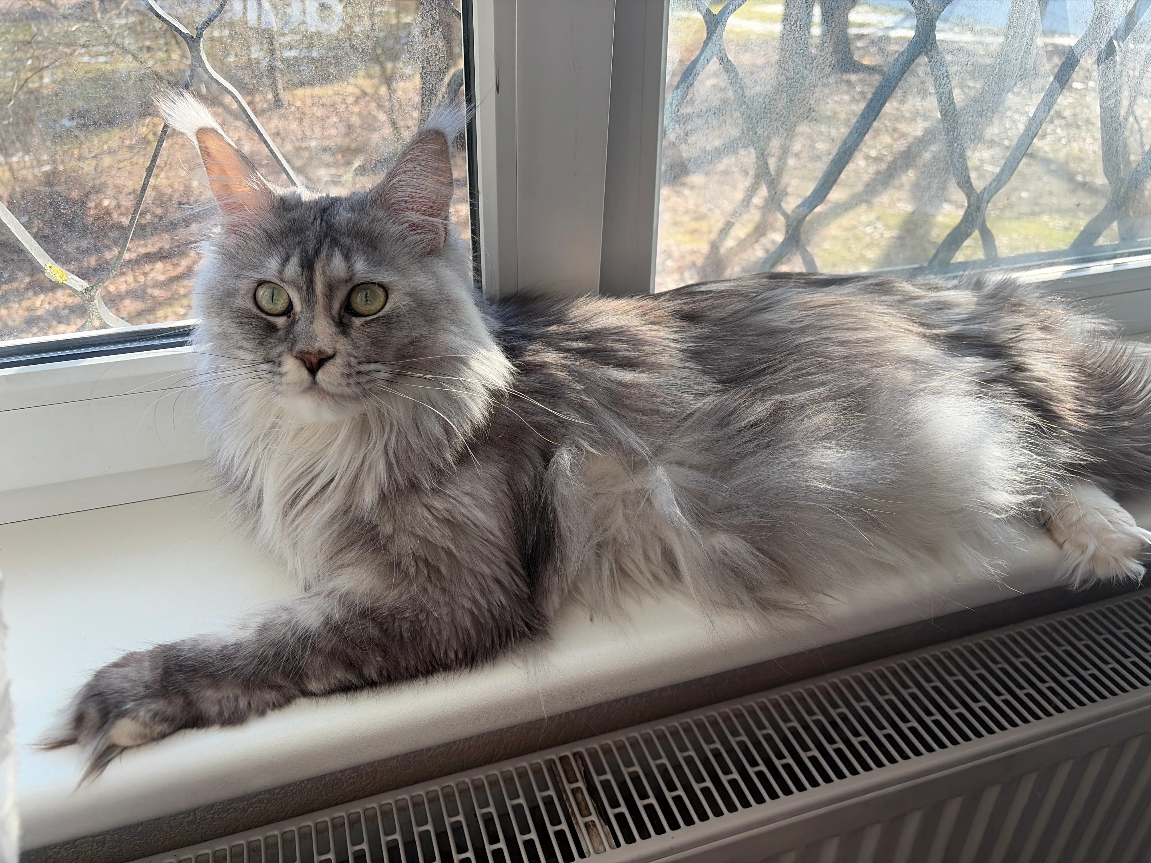 Elsa