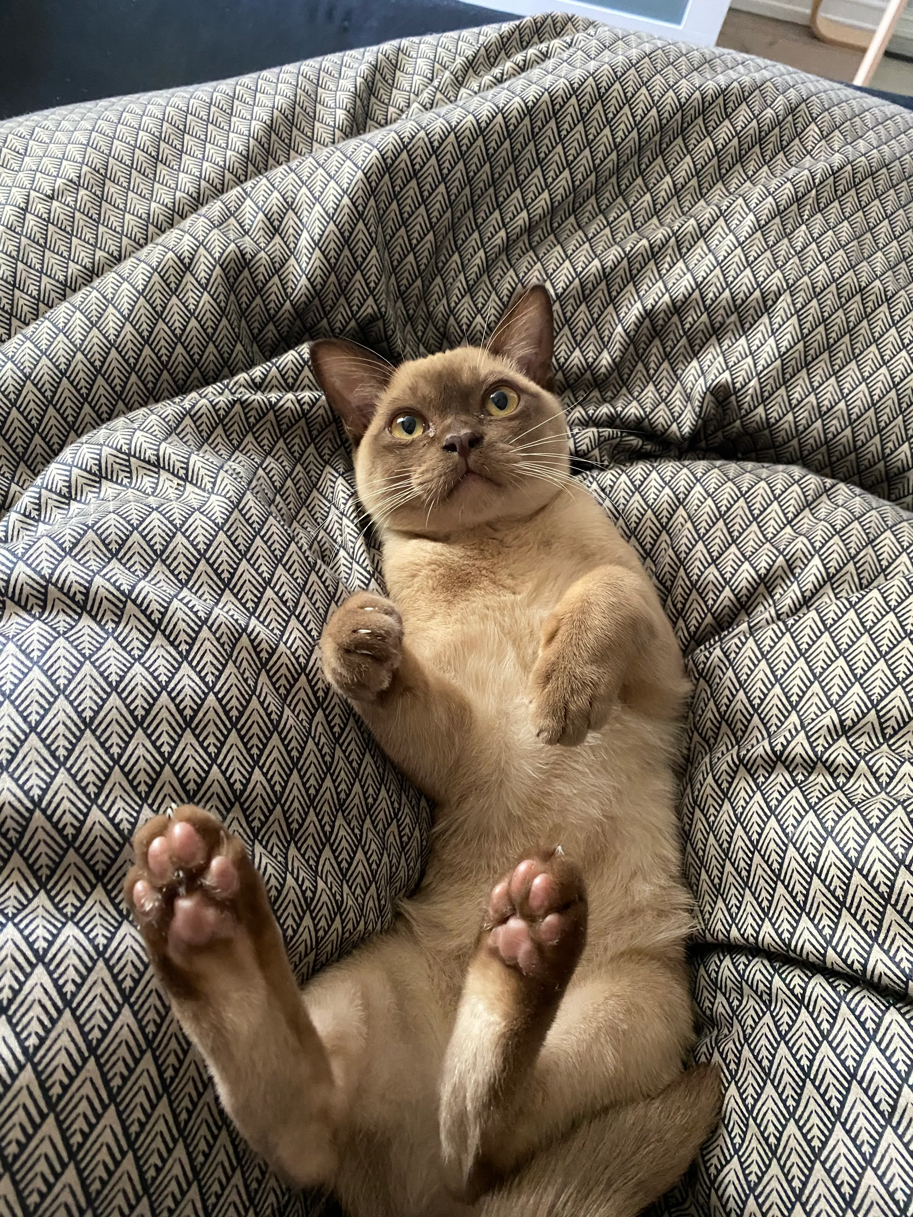 Sputnik