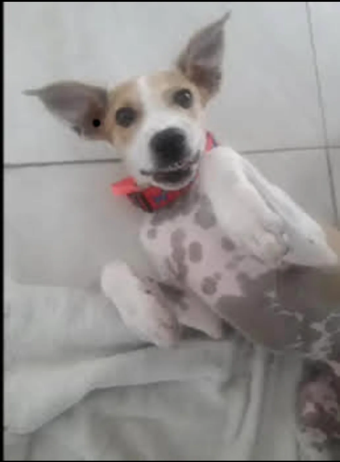 Bambi