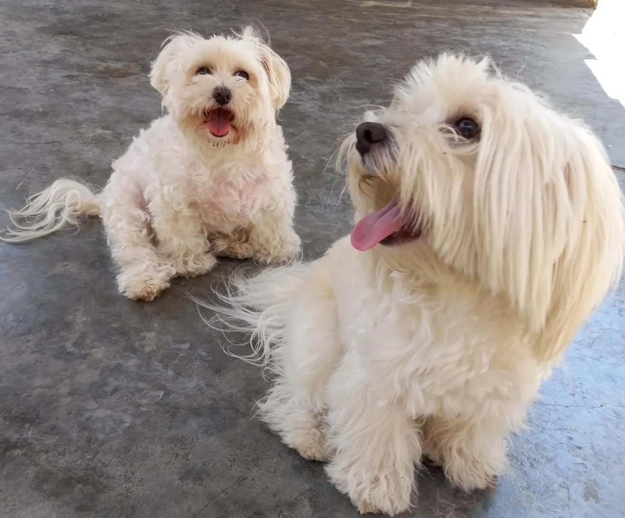 Tiny y Tano